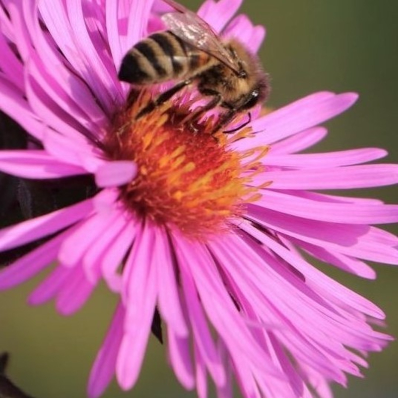 Aster novae-angliae Abendsonne - Hstaster
