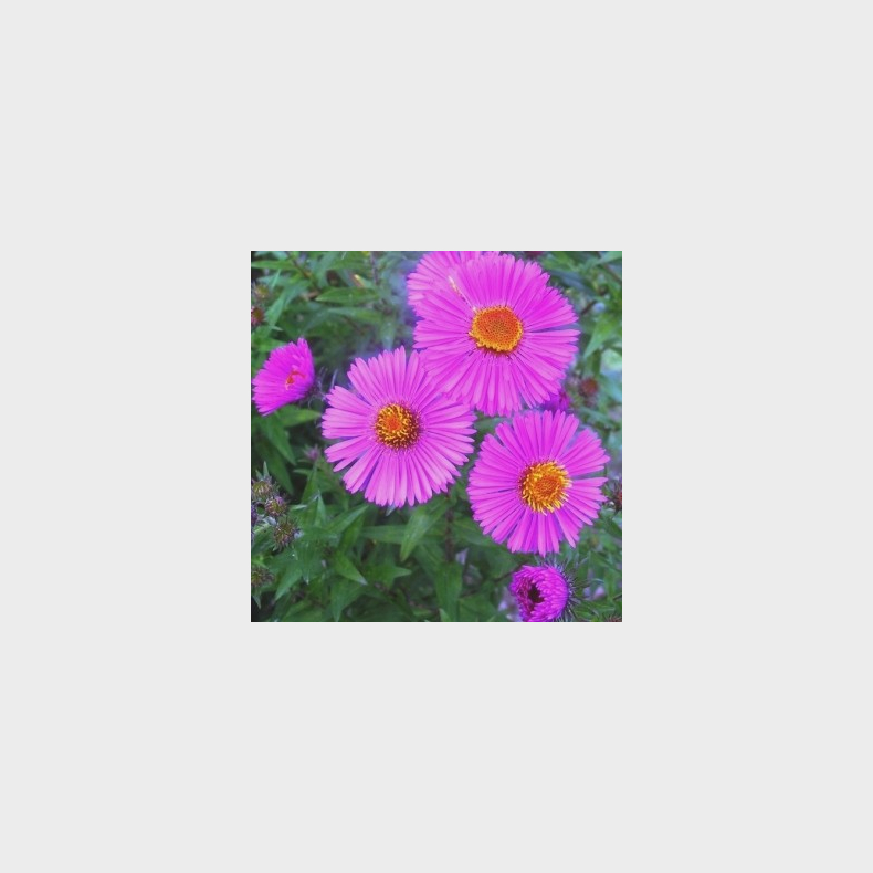 Aster novae-angliae Andenken an Paul Gerber - Nyengelsk Asters