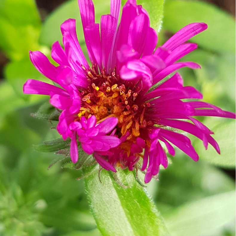 Aster novae-angliae Rubinschatz - Hstasters