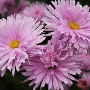 Aster novi-belgii Fellowship - Nybelgisk Aster