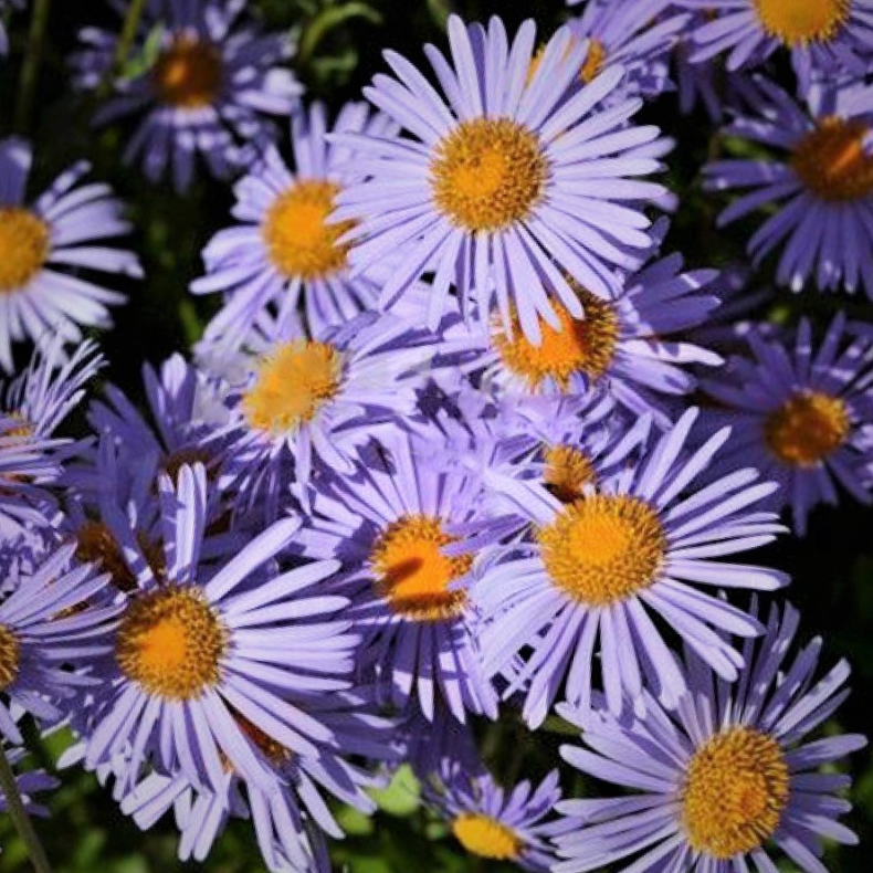 Aster tongolensis Wartburg Stern - Midsommerasters