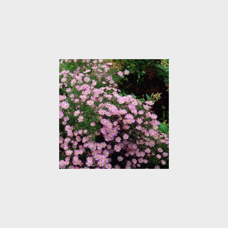 Aster universum Esther - Aster