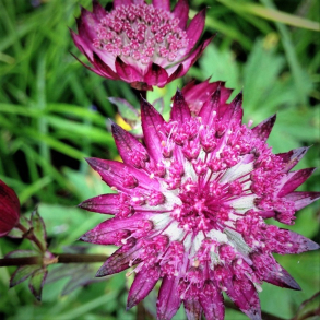 Astrantia major Burgundy Manor - Stjernesk�rm