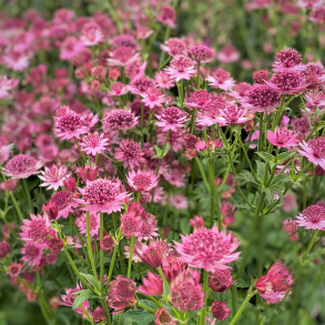Astrantia major Roma  - Stjernesk�rm