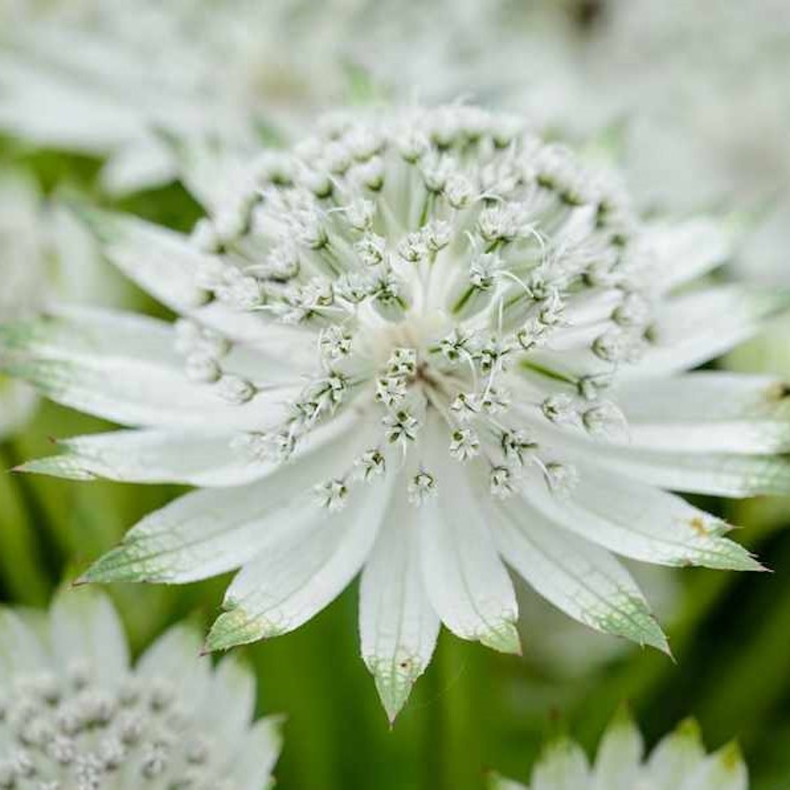 Astrantia major Snow Star - Stjernesk�rm