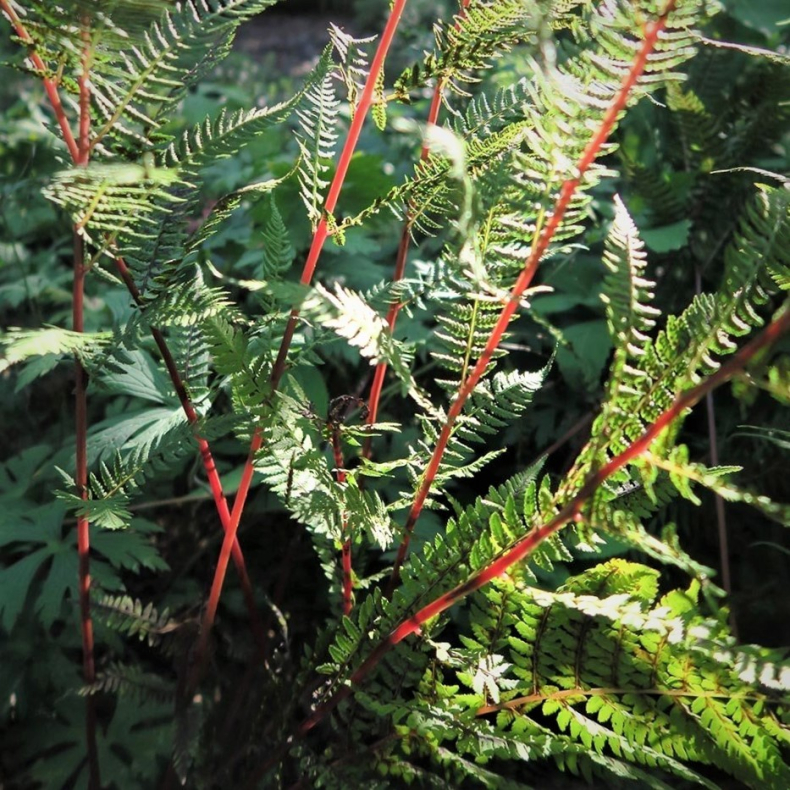 Athyrium filix-femina Lady in Red - Japansk fjerbregne