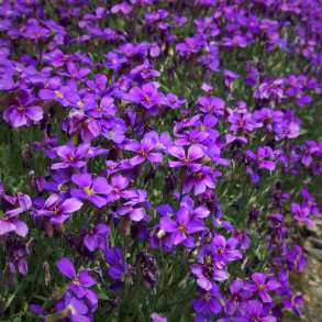 Aubrieta Cascade Purple - Bl�pude