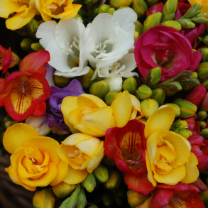 Freesia dobbelt mix - 12 l�g str. 7/+ ikke i potte - t�ler ikke frost