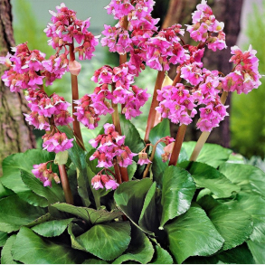 Bergenia cordifolia Abendglut - K�mpestenbr�k