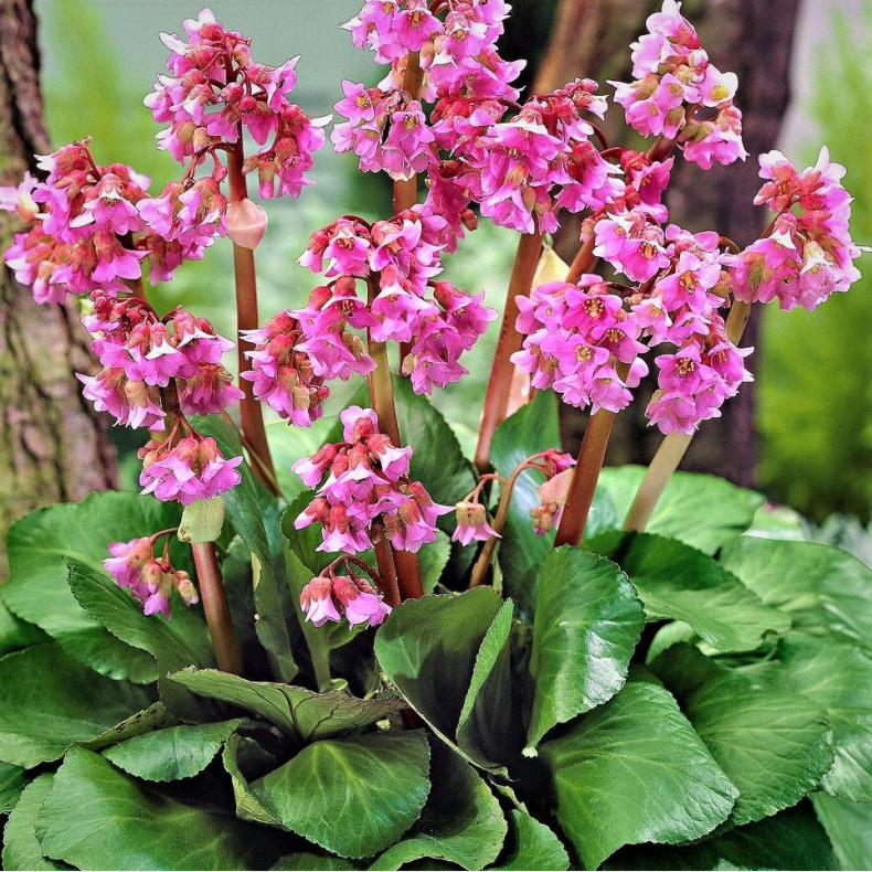 Bergenia cordifolia Abendglut - K�mpestenbr�k