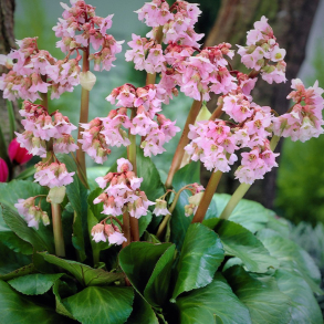 Bergenia cordifolia Baby Doll -  K�mpestenbr�k