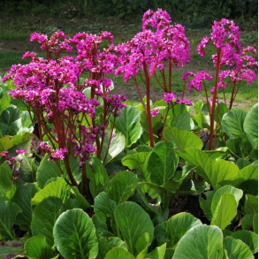 Bergenia cordifolia Bressingham Ruby Blooms - K�mpestenbr�k