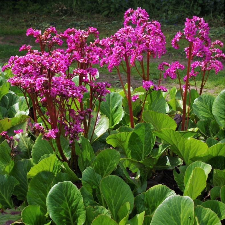 Bergenia cordifolia Bressingham Ruby Blooms - K�mpestenbr�k
