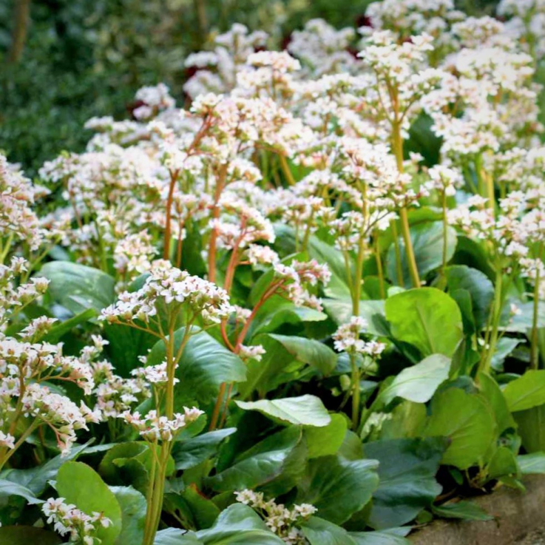 Bergenia cordifolia Bressingham White - Kmpestenbrk