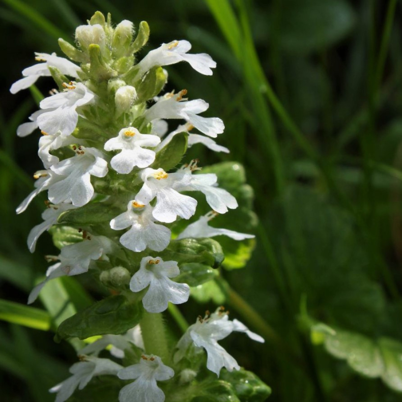 Ajuga reptans Alba - Krybende l�bel�s