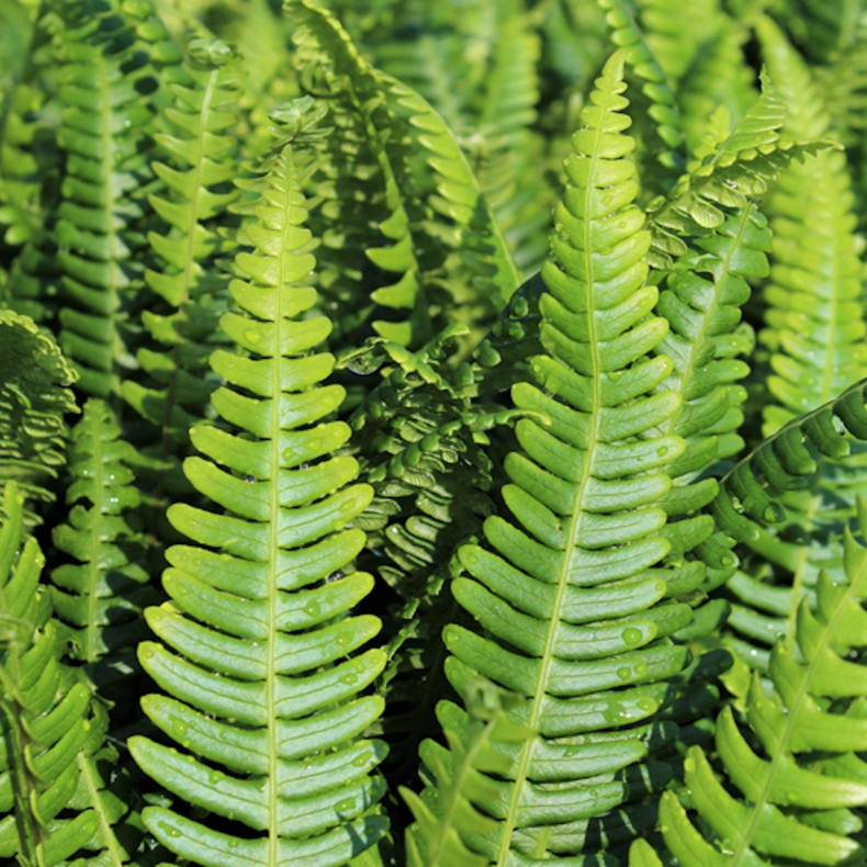 Blechnum spicant - Almindelig kambregne