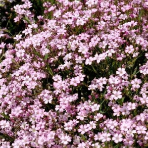 Gypsophila repens Rosea - Brudesl�r stenh�js