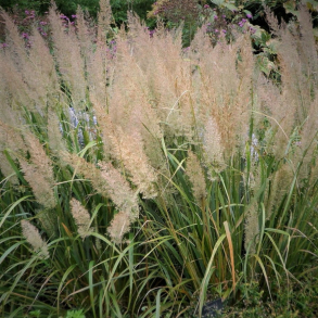 Calamagrostis brachytricha - Koreansk Sandrrhvene