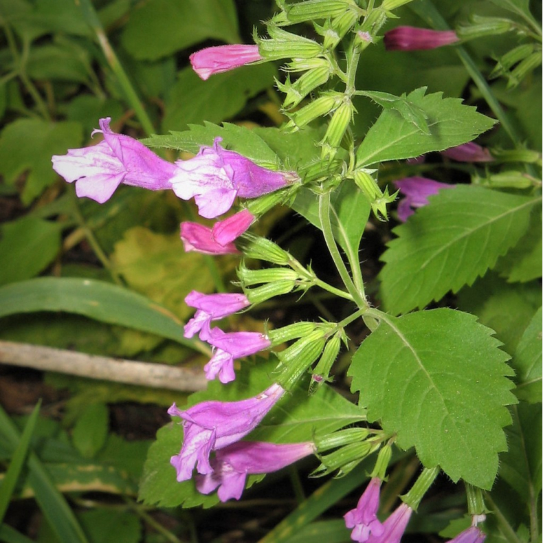 Calamintha grandiflora - Rosenmynte