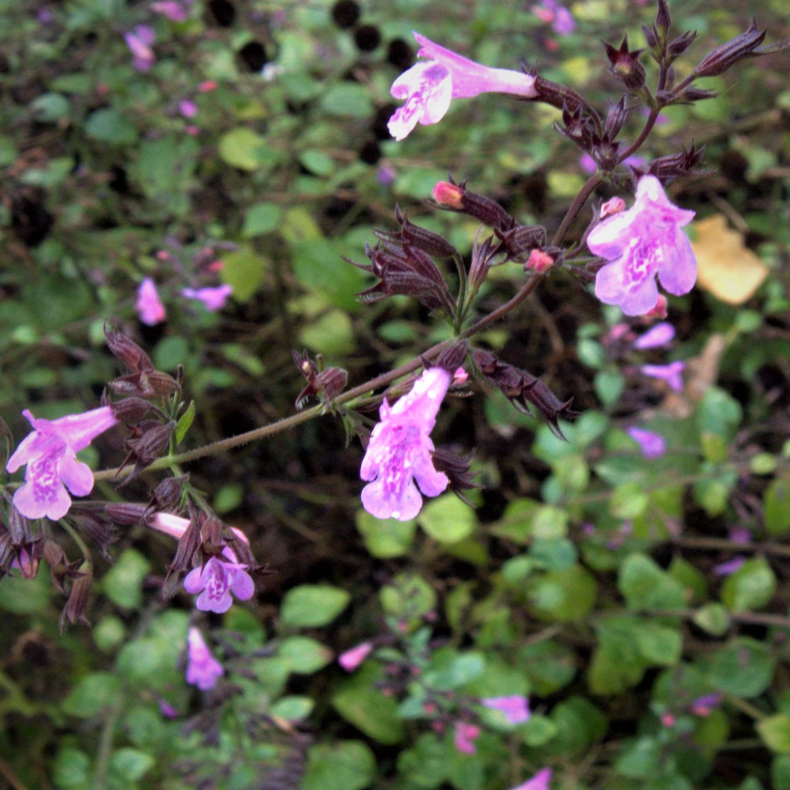 Calamintha menthifolia Gottfried Khn  - Bjergmynte