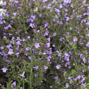 Calamintha nepeta - Hedebjergmynte