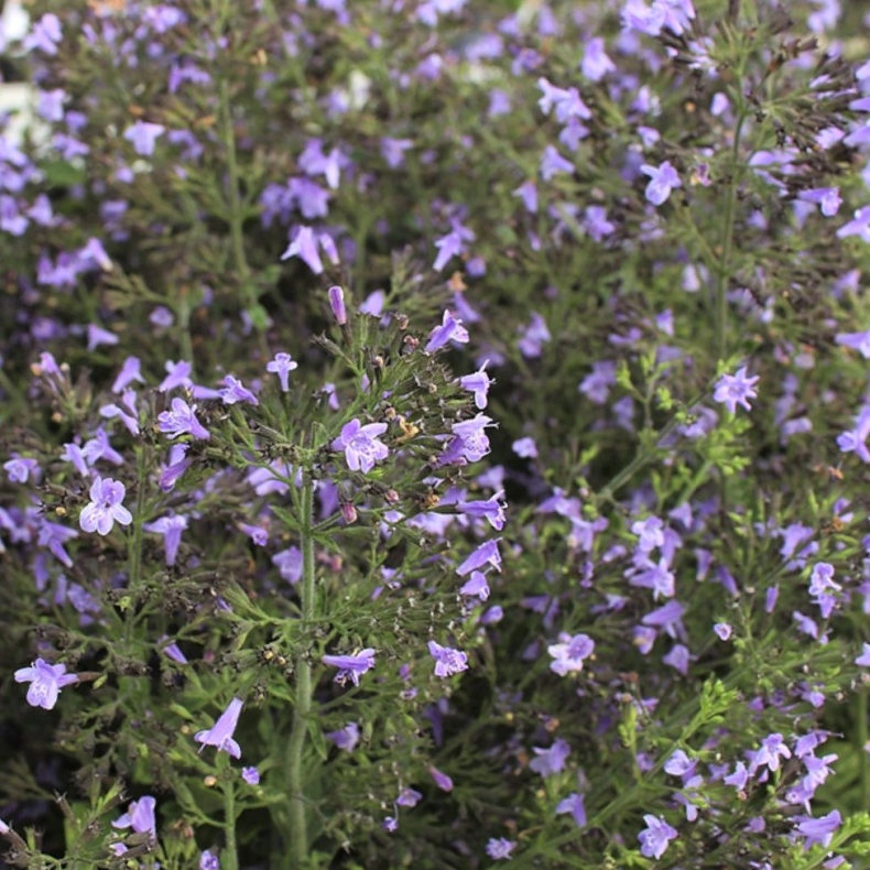 Calamintha nepeta - Hedebjergmynte