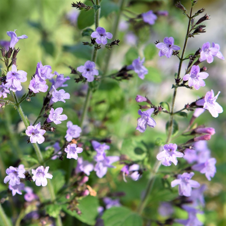 Calamintha nepeta Marvelette Blue - Hedemynte