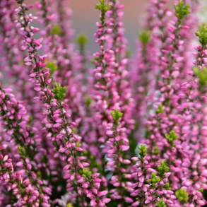 Calluna vulgaris - Hedelyng