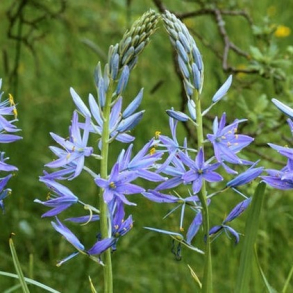 Camassia cusickii - Pr�rielilje 1L