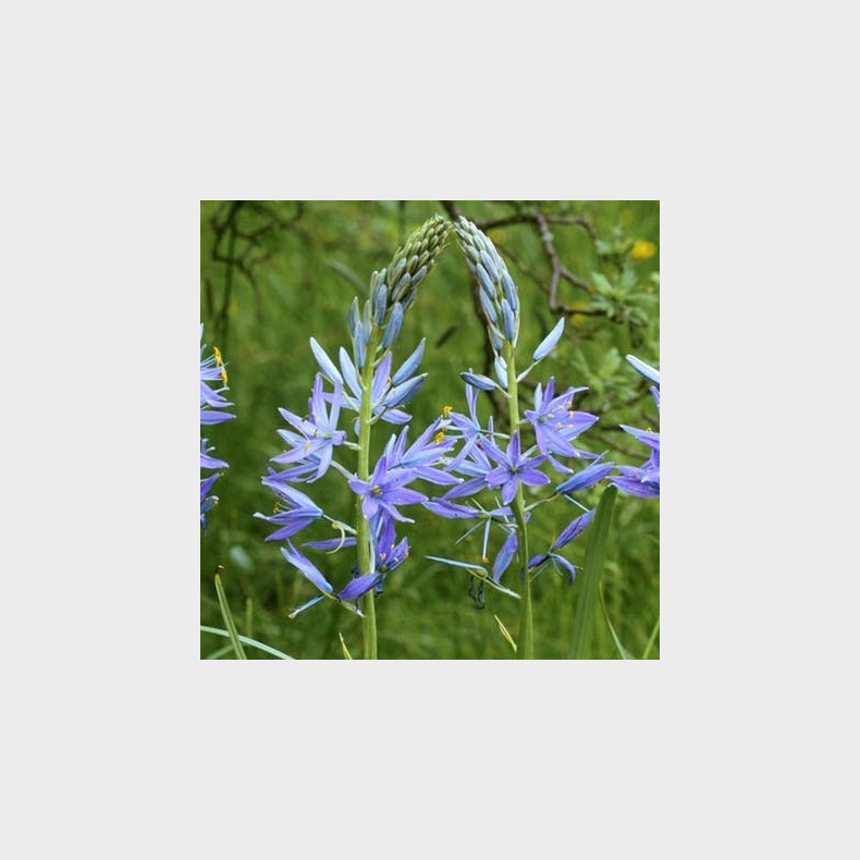 Camassia cusickii - Pr�rielilje 1L