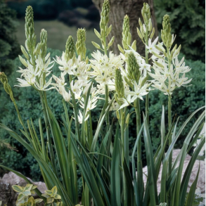 Camassia leichtlinii Alba - Pr�rielilje 3 l�g str.14/+ ikke i potte