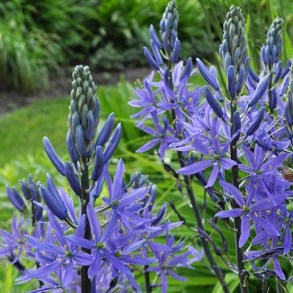 Camassia leichtlinii Caerulea - Pr�rielilje 3 l�g str.14/+ ikke i potte