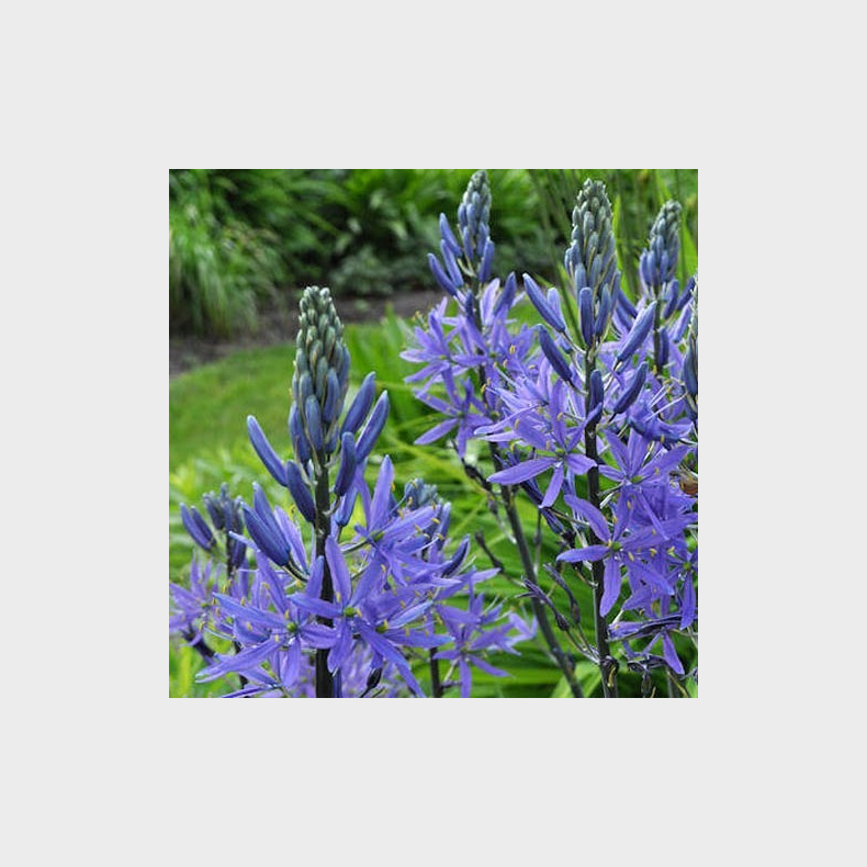 Camassia leichtlinii Caerulea - Pr�rielilje 3 l�g str.14/+ ikke i potte