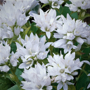Campanula glomerata Alba - Ngleklokke