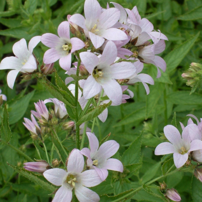 Campanula lactiflora Loddon Anna - M�lkeklokke
