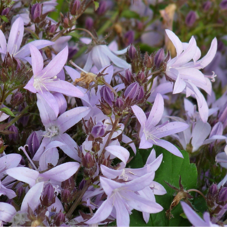 Campanula posc. Lisduggan Variety - Stjerneklokke