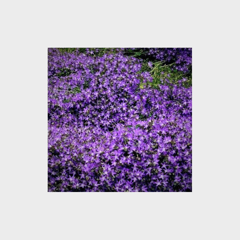 Campanula poscharskyana Stella - Stjerneklokke 