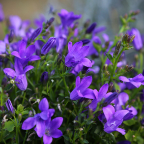 Campanula poscharskyana Stella - Stjerneklokke 