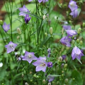 Campanula rotundifolia Olympica - Blklokke