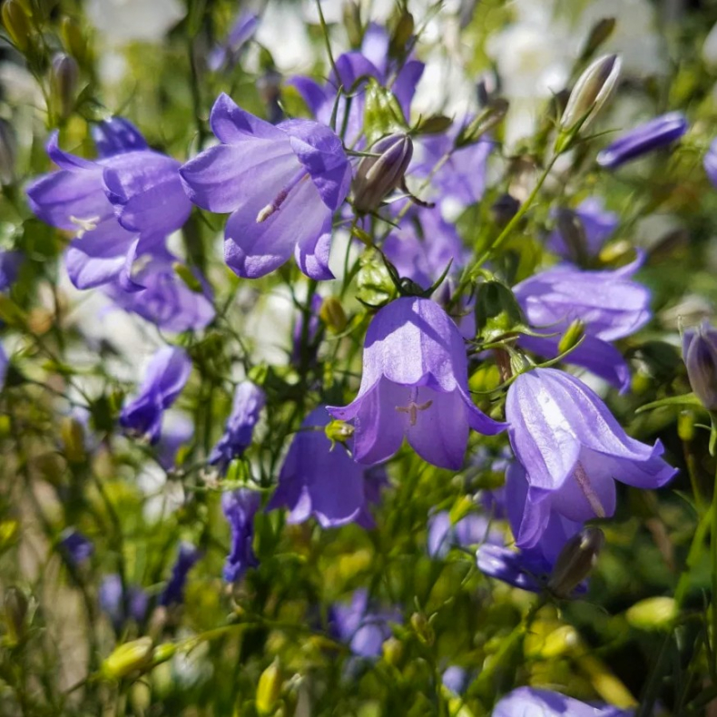 Campanula rotundifolia Olympica - Bl�klokke