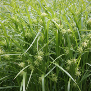 Carex grayi - Morgenstjernestar