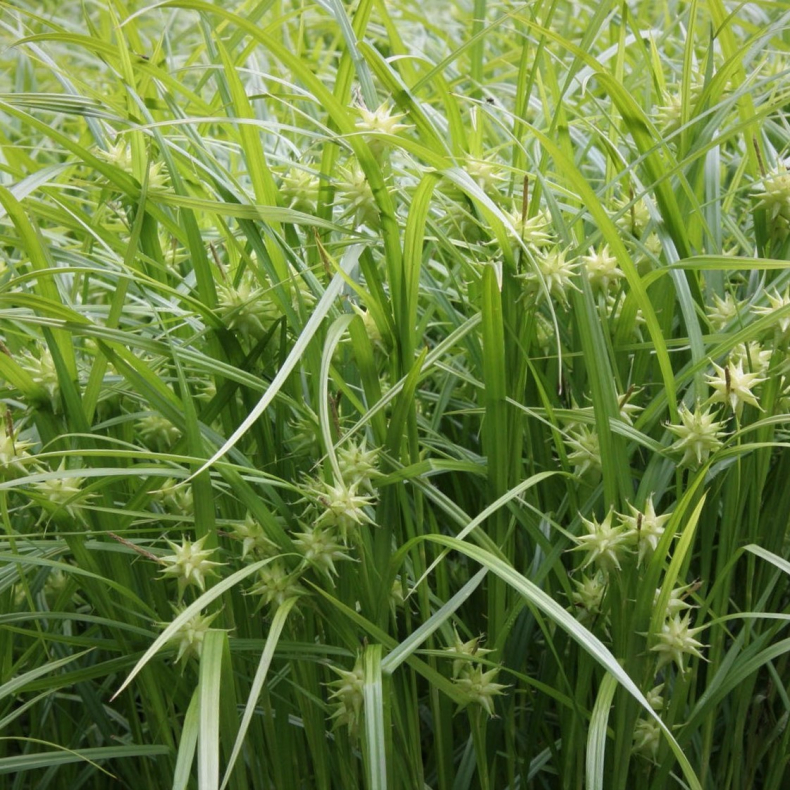 Carex grayi - Morgenstjernestar