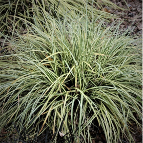 Carex oshimensis Evergold - Japansk star