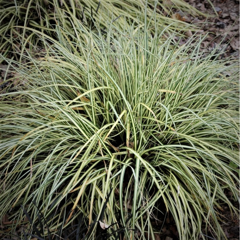 Carex oshimensis Evergold - Japansk star