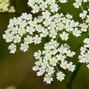 Carum carvi - Kommen 