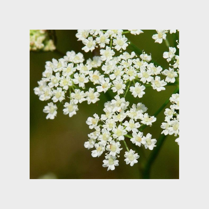 Carum carvi - Kommen 