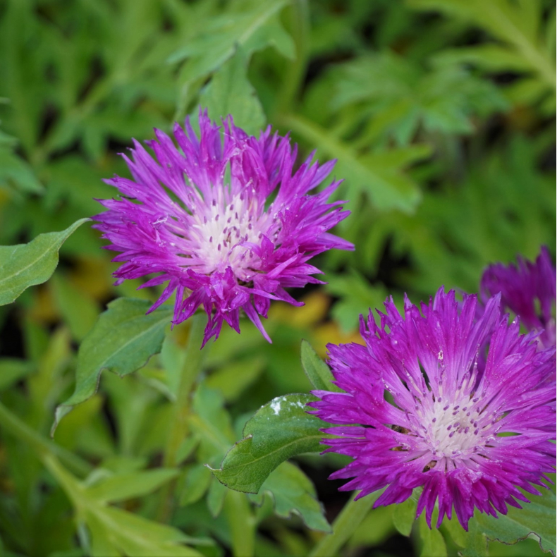Centaurea dealbata  - Have-knopurt