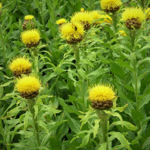 Centaurea macrocephala - K�mpe Knopurt