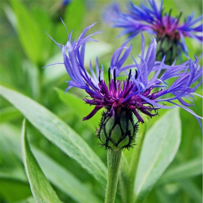 Centaurea montana Coerulea - Bjergknopurt