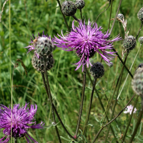 Centaurea scabiosa - Stor Knopurt
